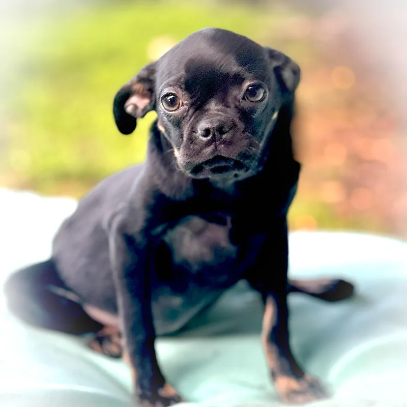 Flower Girl thumbnail 4