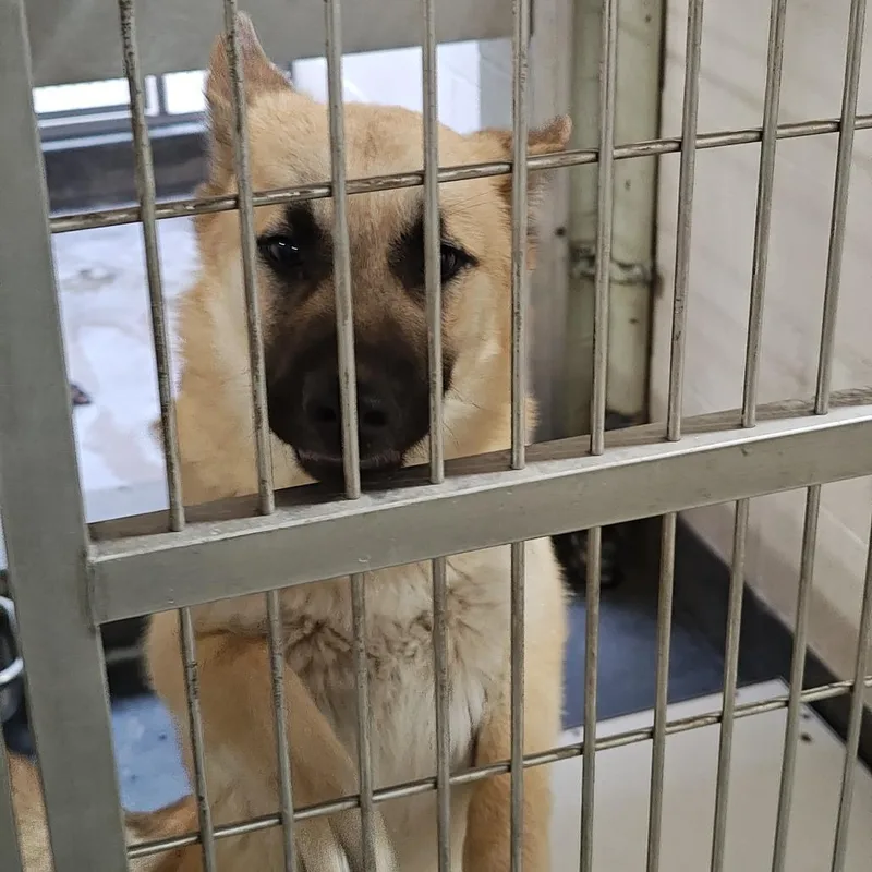 A baby large-sized male Yellow / Tan / Blond / Fawn Shepherd dog named Goldie for adoption in Upland, CA