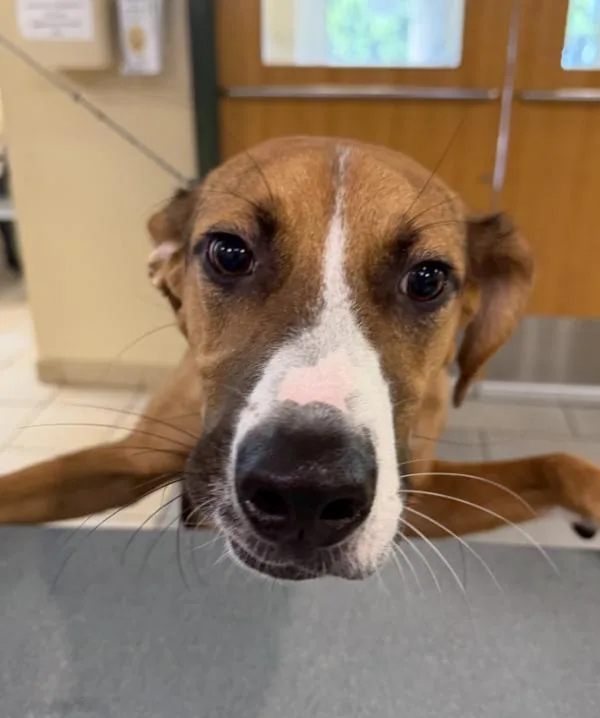 A young large-sized male American Foxhound dog named Hercules for adoption in Virginia Beach, VA