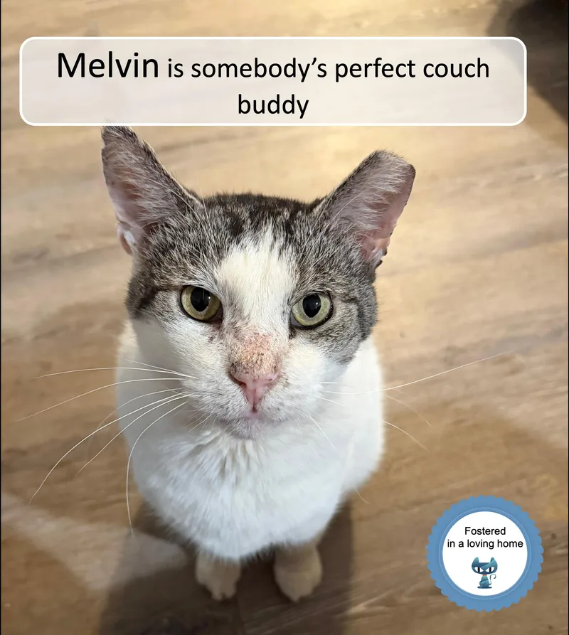 A senior medium-sized male Tabby (Brown / Chocolate) Domestic Short Hair cat named Melvin for adoption in Cincinnati, OH