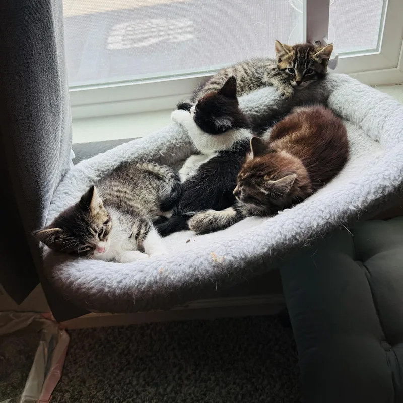 A baby medium-sized male Tabby cat named Benny for adoption in Sacramento, CA