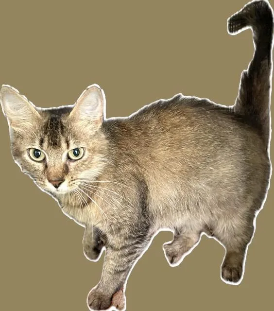 A young medium-sized female Tabby (Brown / Chocolate) Domestic Medium Hair cat named Honeybear for adoption in Chattanooga, TN