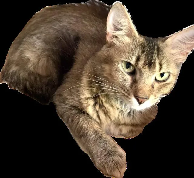 Honeybear thumbnail 2