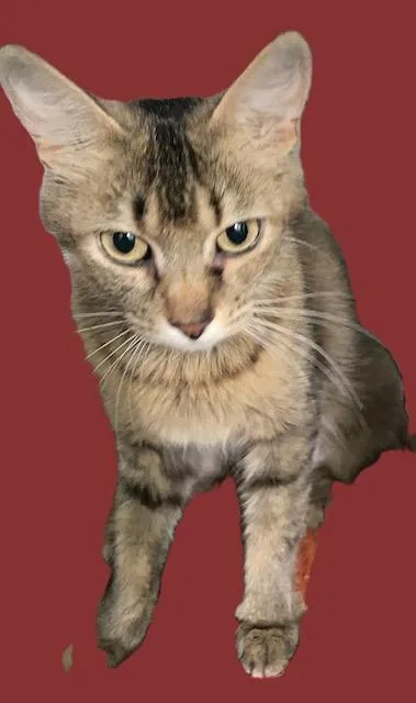 Honeybear thumbnail 3