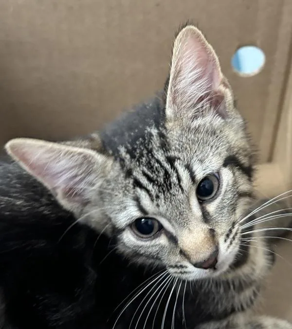 A baby small-sized male Domestic Short Hair cat named Knee Socks for adoption in Ridgewood, NY