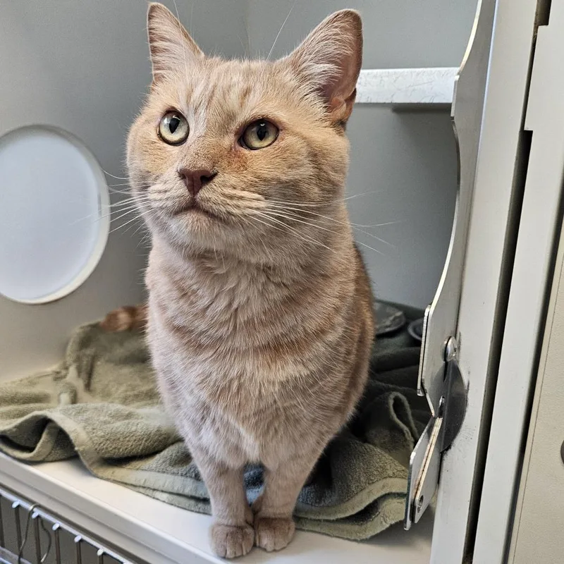 An adult large-sized male Buff / Tan / Fawn Domestic Short Hair cat named Sandcastle for adoption in Naperville, IL