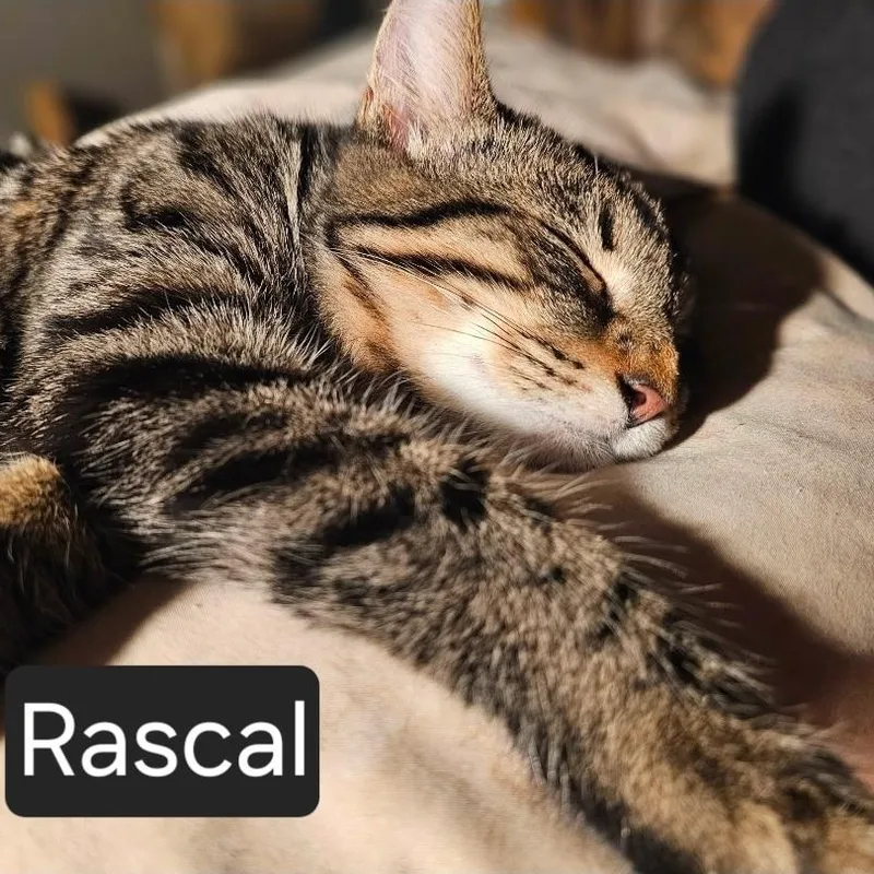 A young medium-sized male Tabby (Gray / Blue / Silver) Domestic Short Hair cat named Rascal for adoption in SNOW HILL, NC