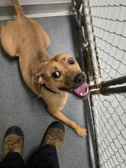 A young medium-sized male Pit Bull Terrier dog named Da Paulie Pocket for adoption in Glen Allen, VA