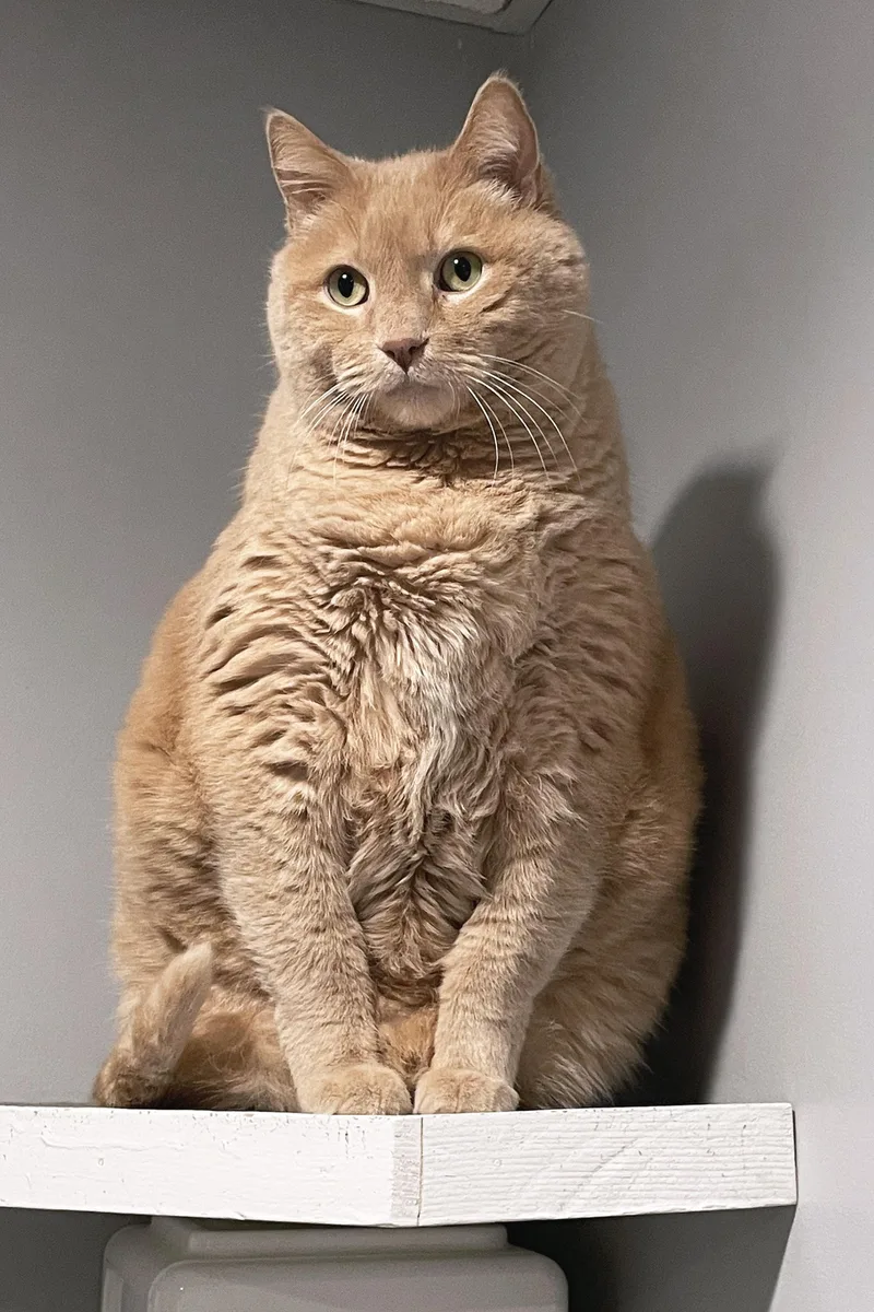An adult extra large-sized male Cream / Ivory Domestic Short Hair cat named Emmett for adoption in Lincoln, NE