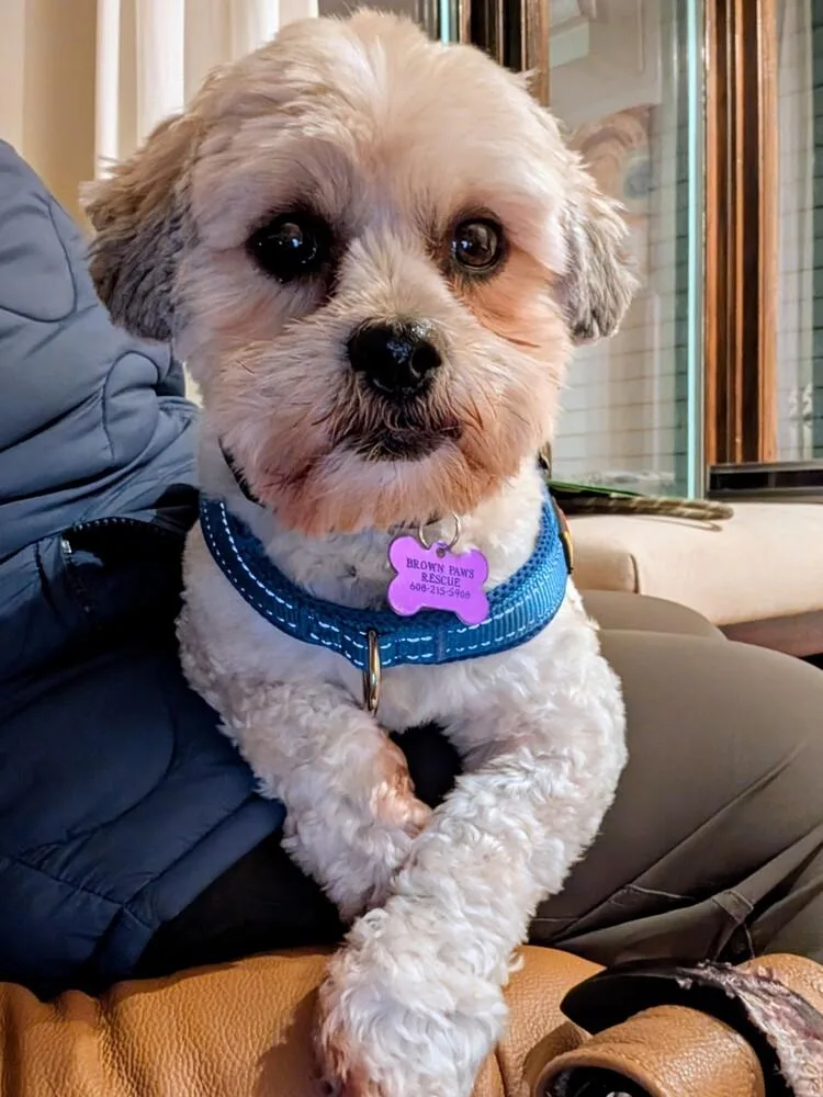 An adult small-sized male White / Cream Mixed Breed dog named Lance A Lot for adoption in Waunakee, WI
