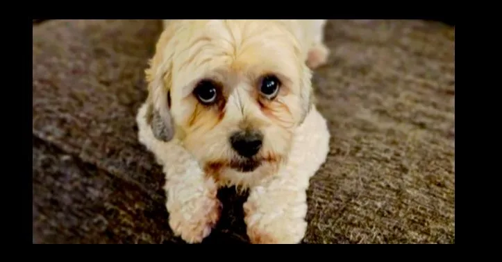 Lance A Lot thumbnail 3