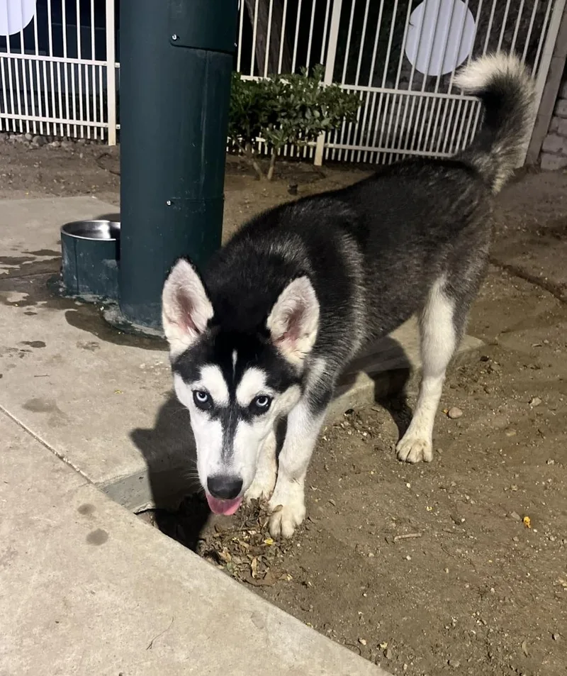 A baby medium-sized male Harlequin Husky dog named Glee Klee Kai for adoption in Manhattan Beach, CA