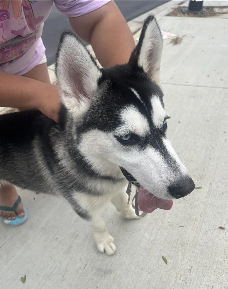 Glee Klee Kai thumbnail 2