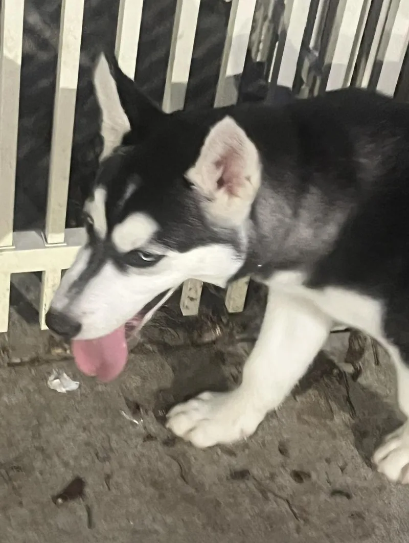 Glee Klee Kai thumbnail 3