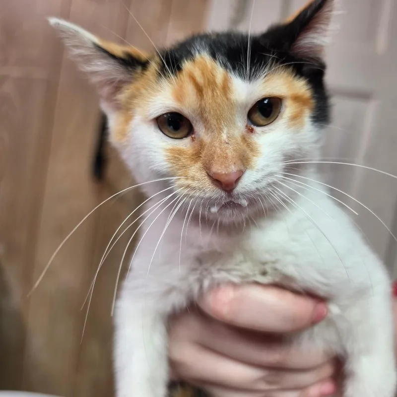 A baby small-sized female Calico Domestic Short Hair cat named Vixen for adoption in Leander, TX