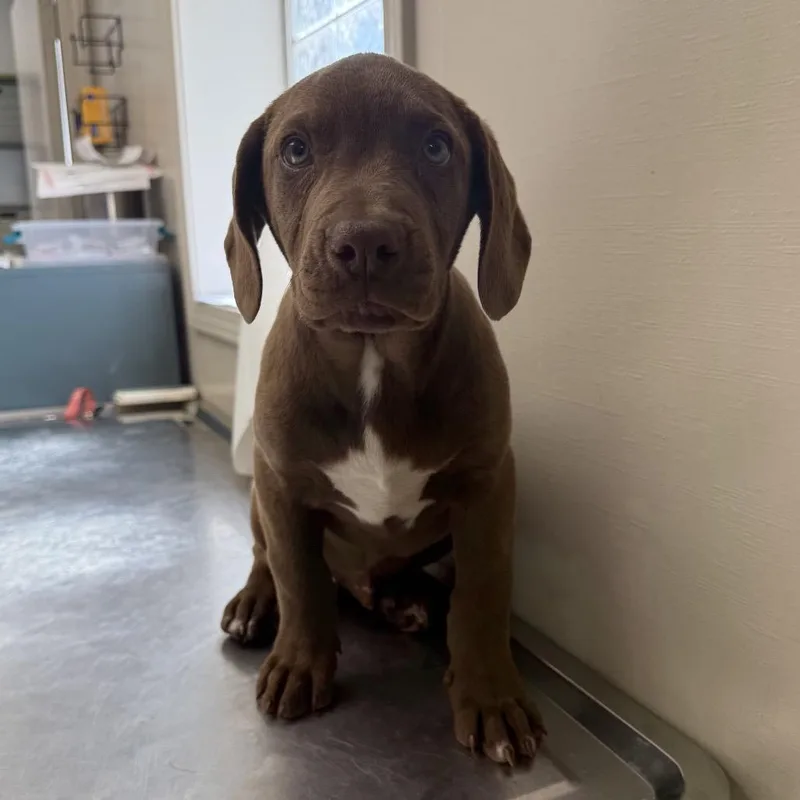 Tuscstray thumbnail 2