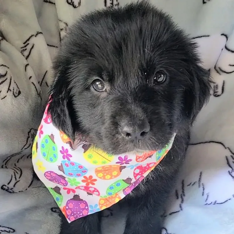 A baby medium-sized male Black Labradoodle dog named Pollen for adoption in Woolwich, ME
