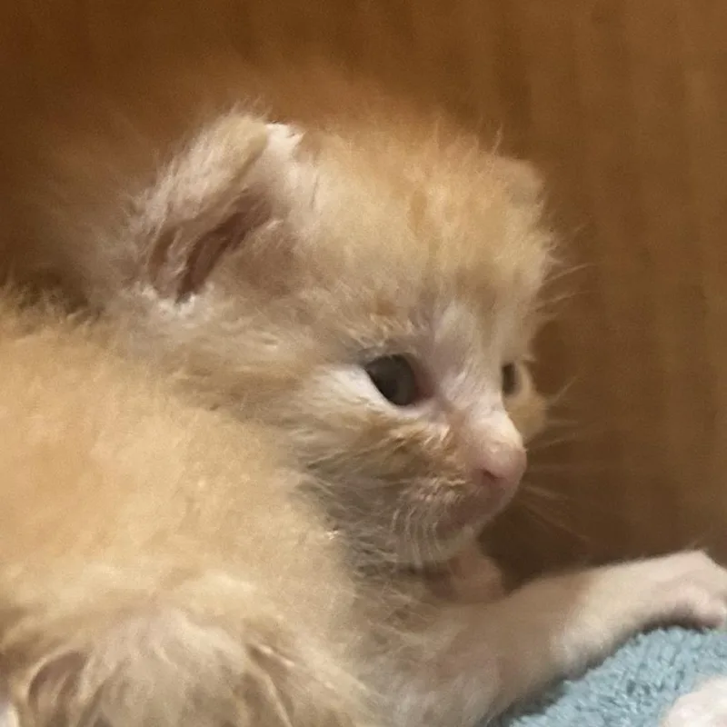 A baby small-sized male Orange / Red Domestic Medium Hair cat named Tigger for adoption in Madisonville, TN