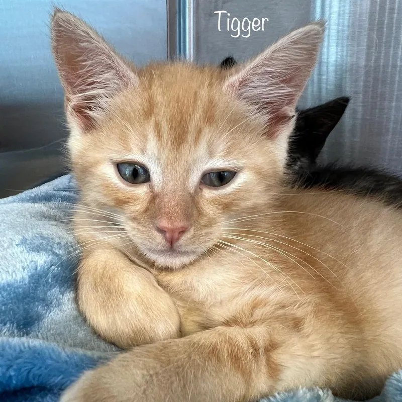 Tigger thumbnail 2
