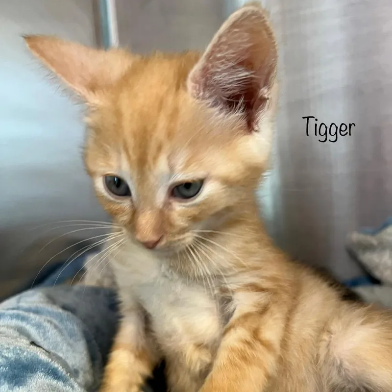 Tigger thumbnail 3