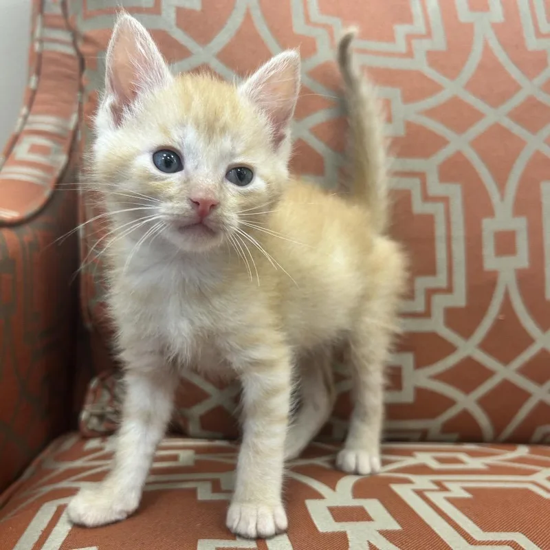 Tigger thumbnail 4
