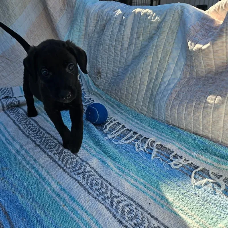A baby small-sized female Black Retriever dog named Sunny for adoption in Wadena, MN