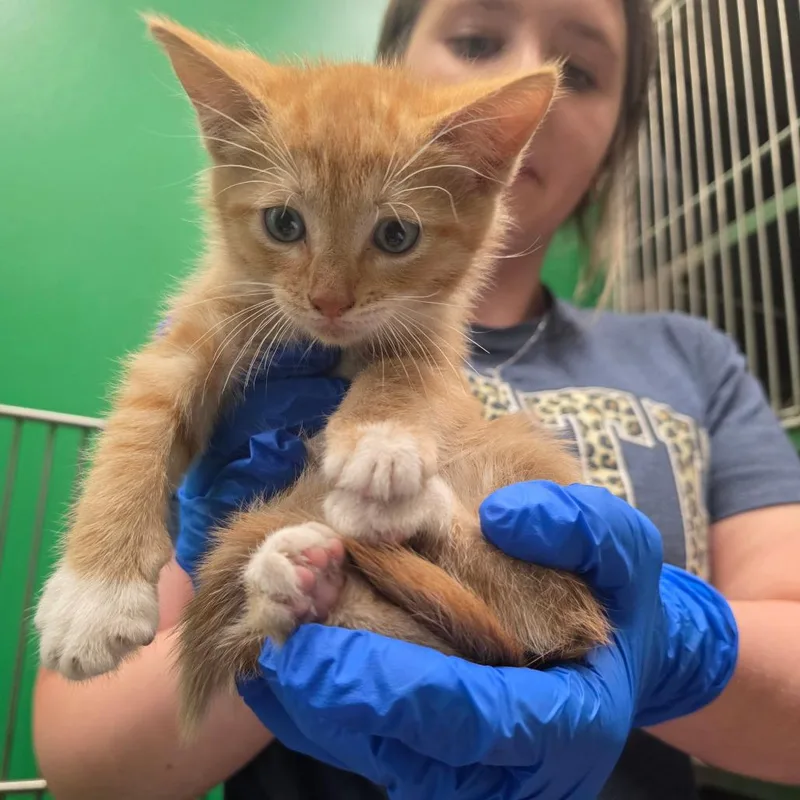 A baby small-sized male Orange / Red Domestic Short Hair cat named Ed for adoption in Mount Vernon, IN