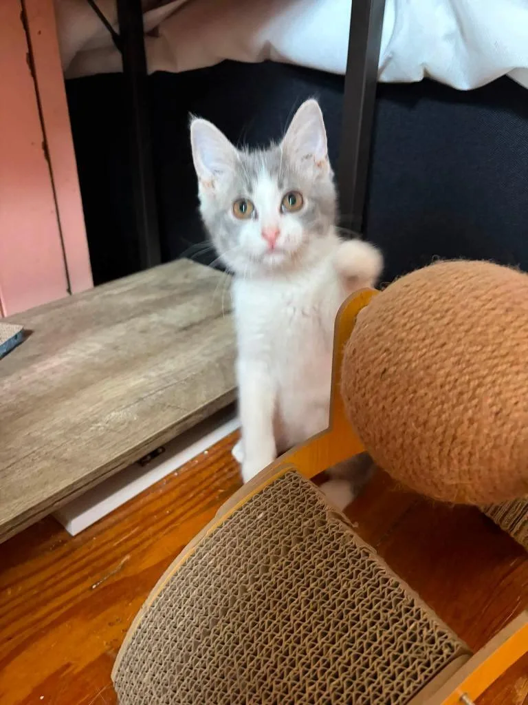 A baby small-sized female Domestic Short Hair cat named Liberty for adoption in New Manchester, WV