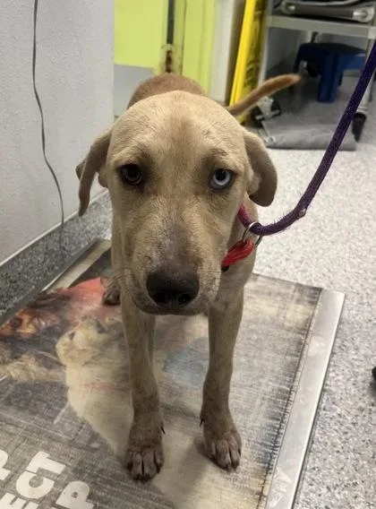A young medium-sized female Hound dog named Angel for adoption in Daytona Beach, FL