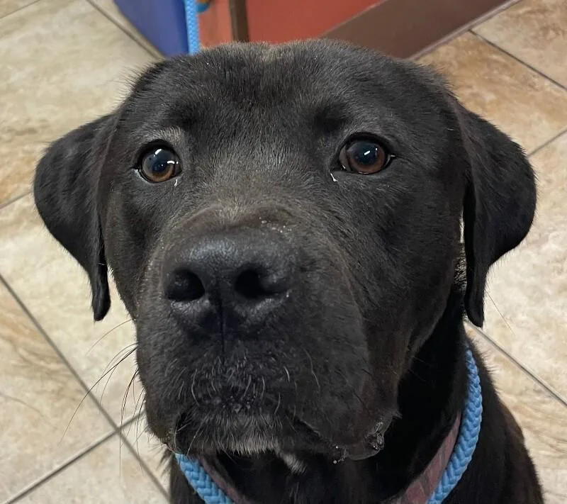 An adult large-sized male Black Mixed Breed dog named Oliver for adoption in Cincinnati, OH