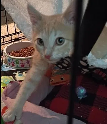 A baby small-sized male Tabby (Orange / Red) Domestic Short Hair cat named Romeo for adoption in Anoka, MN