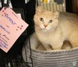 An adult medium-sized male Orange / Red Domestic Short Hair cat named Arthur for adoption in Potsdam, NY