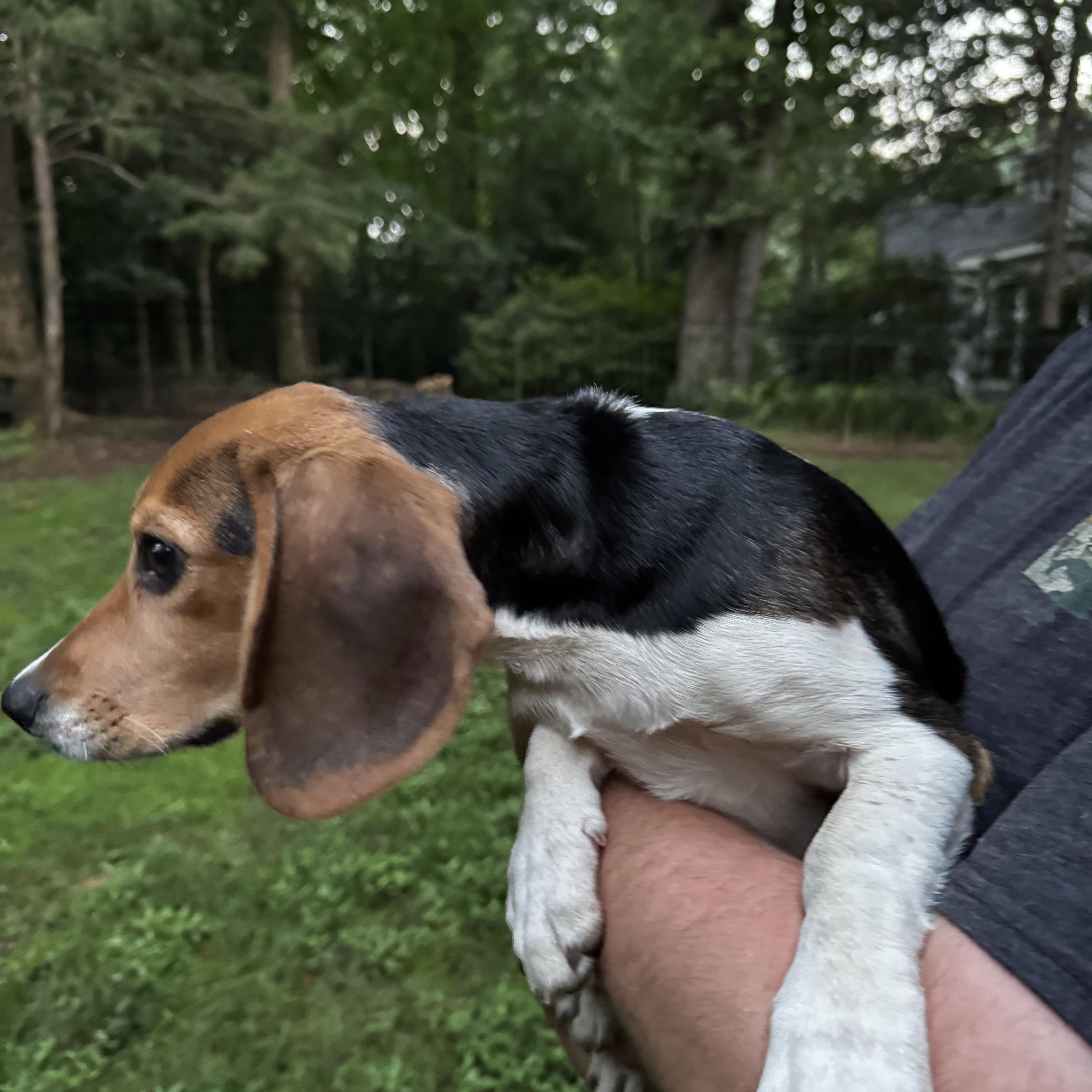 A baby small-sized female Tricolor (Brown, Black, & White) Beagle dog named Abby for adoption in Wilkesboro, NC