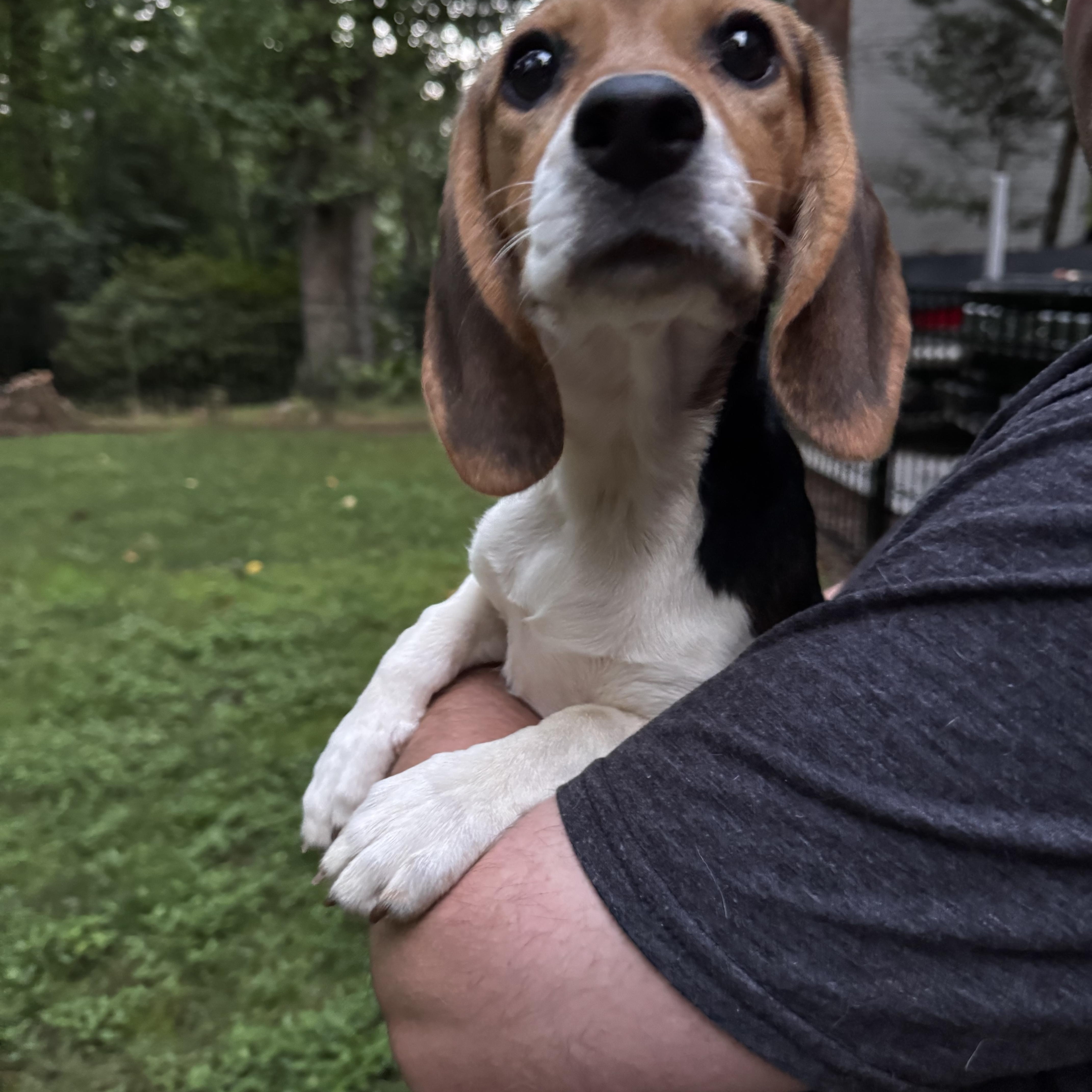 Abby thumbnail 2