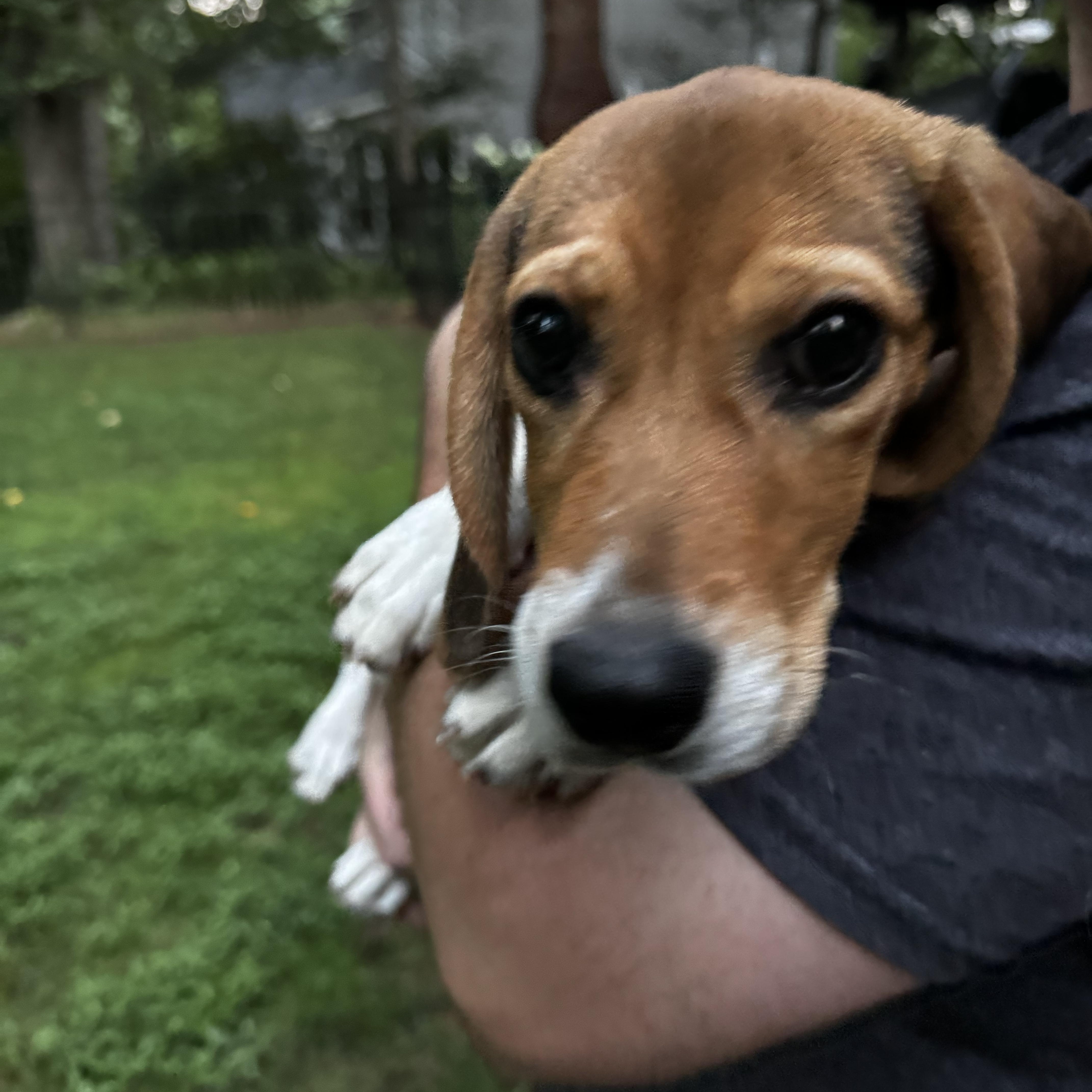 Abby thumbnail 3