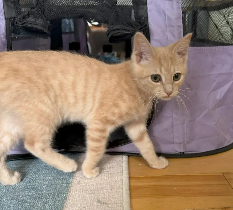 A baby medium-sized male Tabby (Orange / Red) Tabby cat named Tigger for adoption in Mission Viejo, CA
