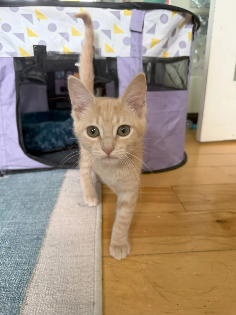 Tigger thumbnail 2