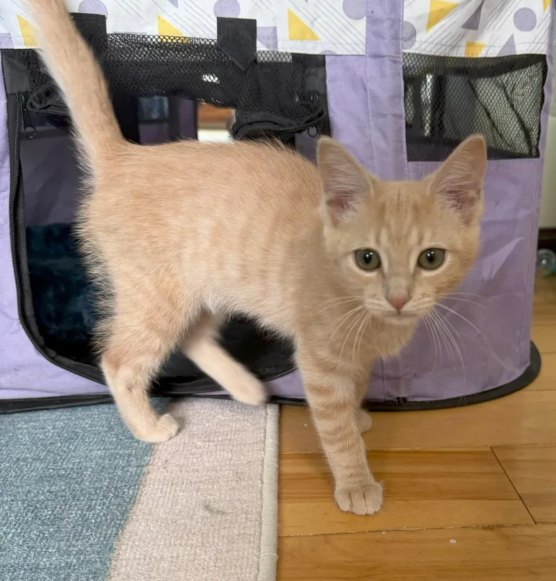 Tigger thumbnail 3