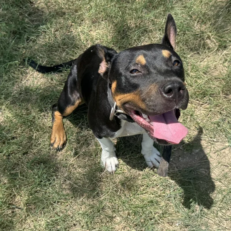 A baby medium-sized female Black Mixed Breed dog named Stella for adoption in Austin, TX