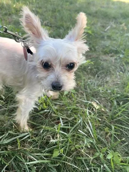 An adult small-sized male Yorkshire Terrier dog named Filo for adoption in Lowell, MA
