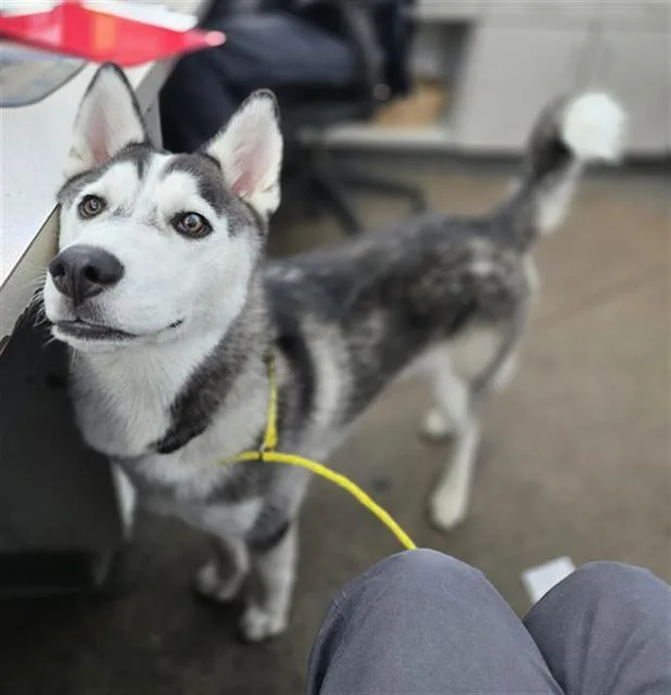 A young large-sized male Mixed Breed dog named Crumble for adoption in Dallas, TX