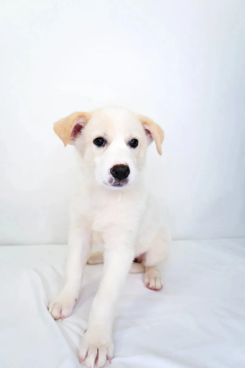 A baby medium-sized female White / Cream Great Pyrenees dog named Leslie for adoption in Bixby, OK