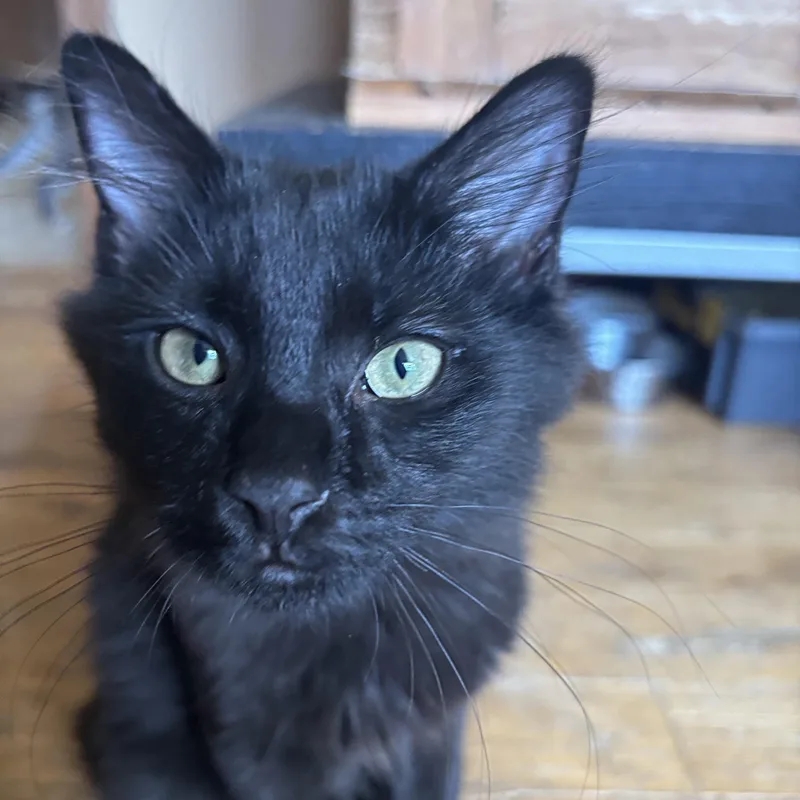 A young medium-sized female Black Domestic Short Hair cat named Mollie for adoption in Melrose, MA