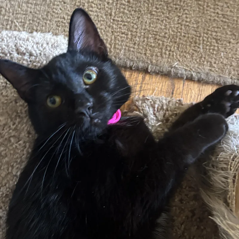 Mollie thumbnail 3