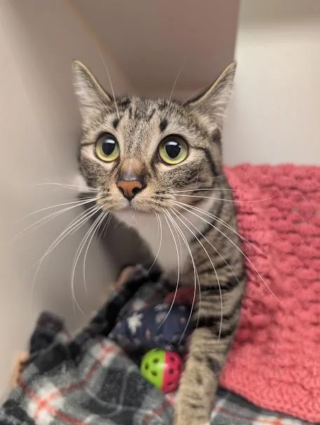An adult medium-sized female Domestic Short Hair cat named Persephone "Boots The House for adoption in Bellingham, WA