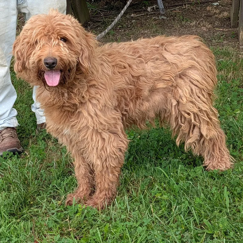 An adult large-sized male Golden Goldendoodle dog named Stubbs for adoption in Maynardville, TN