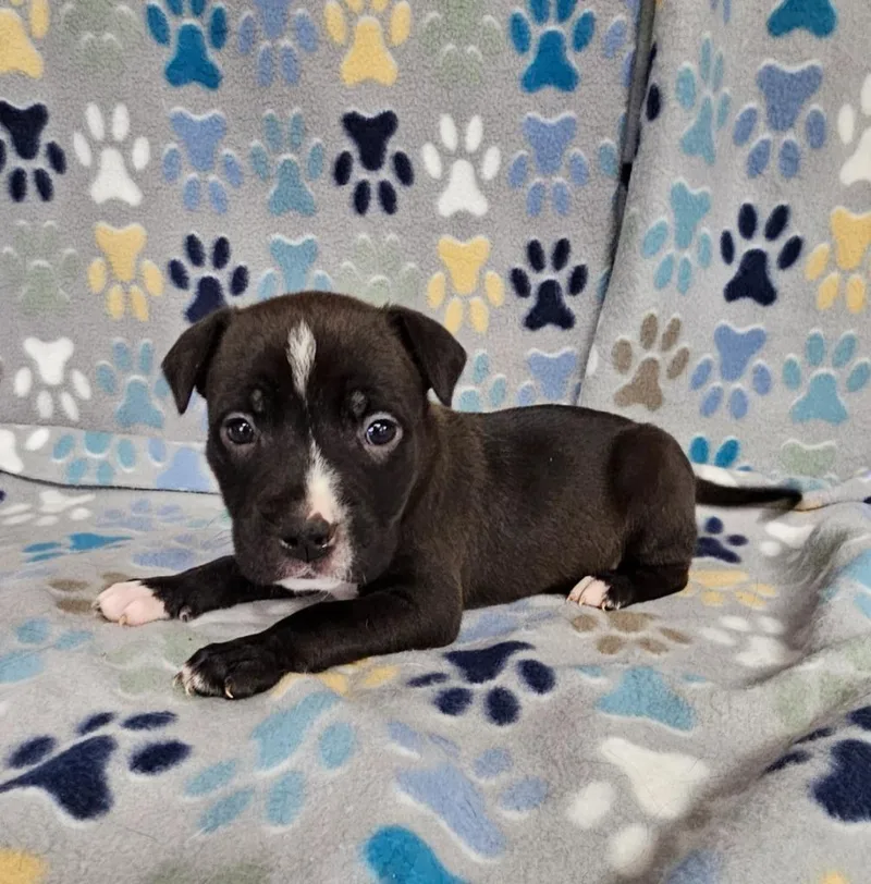 A baby medium-sized female Mixed Breed dog named Parfait for adoption in Wabash, IN