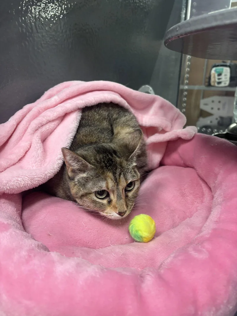 Lady Kat thumbnail 2