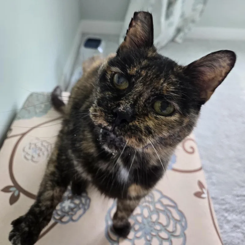 A senior medium-sized female Tortoiseshell Domestic Short Hair cat named Tortilla Shelly for adoption in Eaton Rapids, MI