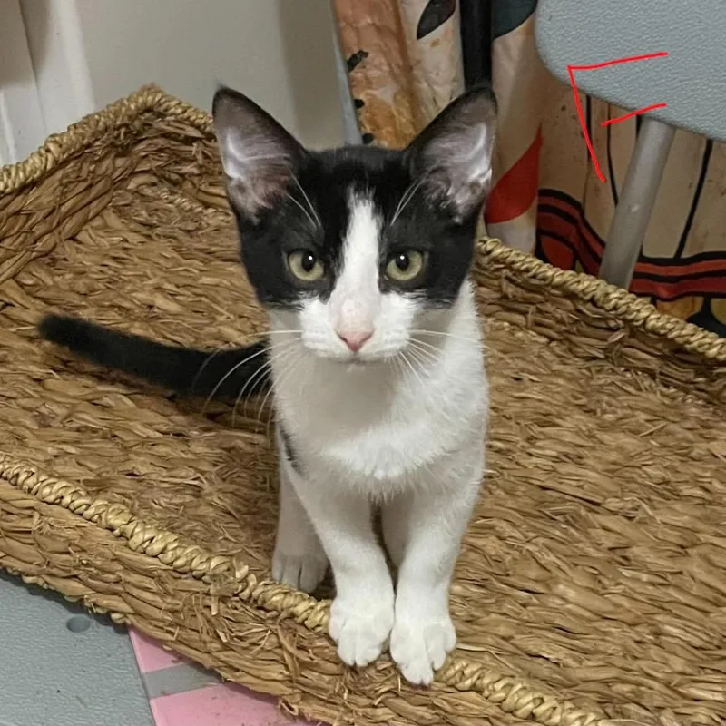 A baby small-sized female American Shorthair cat named Loretta for adoption in mount vernon, AR